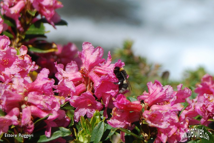 16 - Rhododendron ferrugineum.jpg